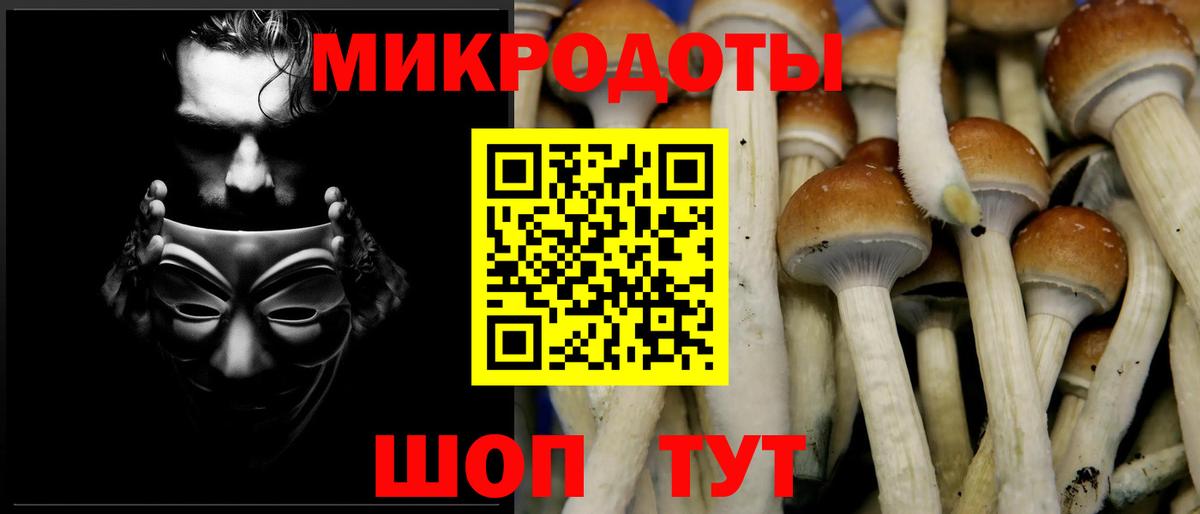 Галлюциногенные грибы Psilocybe Лесозаводск